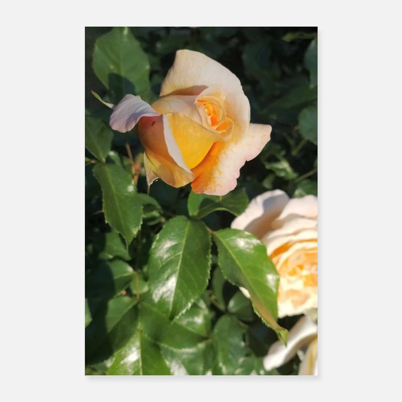 Delicate yellow-light orange rose bud Poster 24" x 35" (60x90 cm)