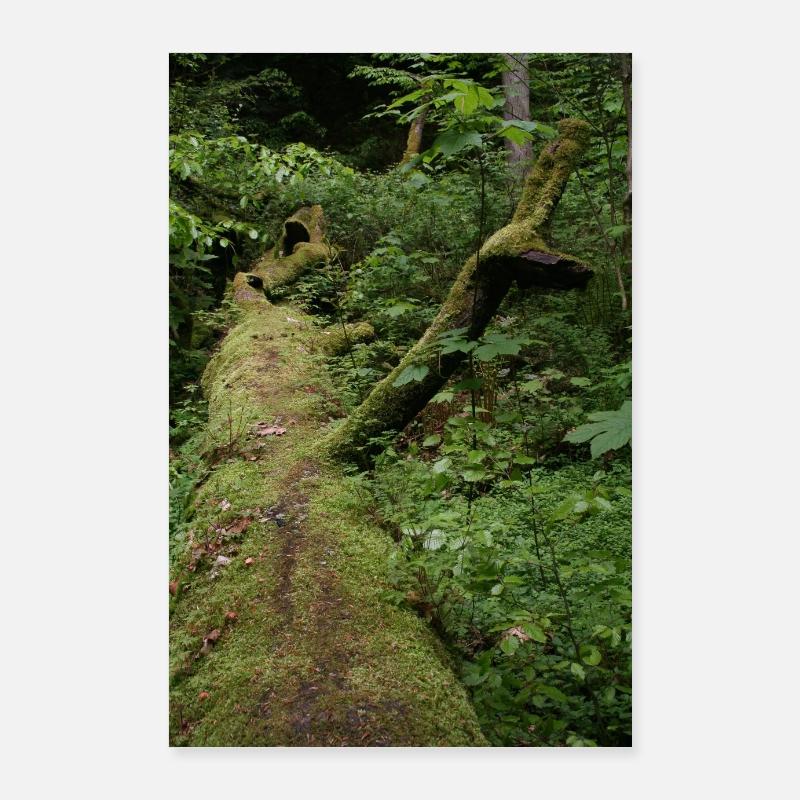 Tronc d’arbre moussu / Nord de la Forêt-Noire Monbachtal Poster 60 x 90 cm