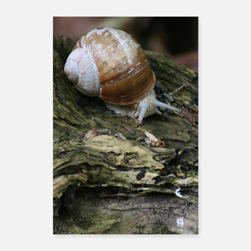 SCHNECKE Poster 60x90 cm