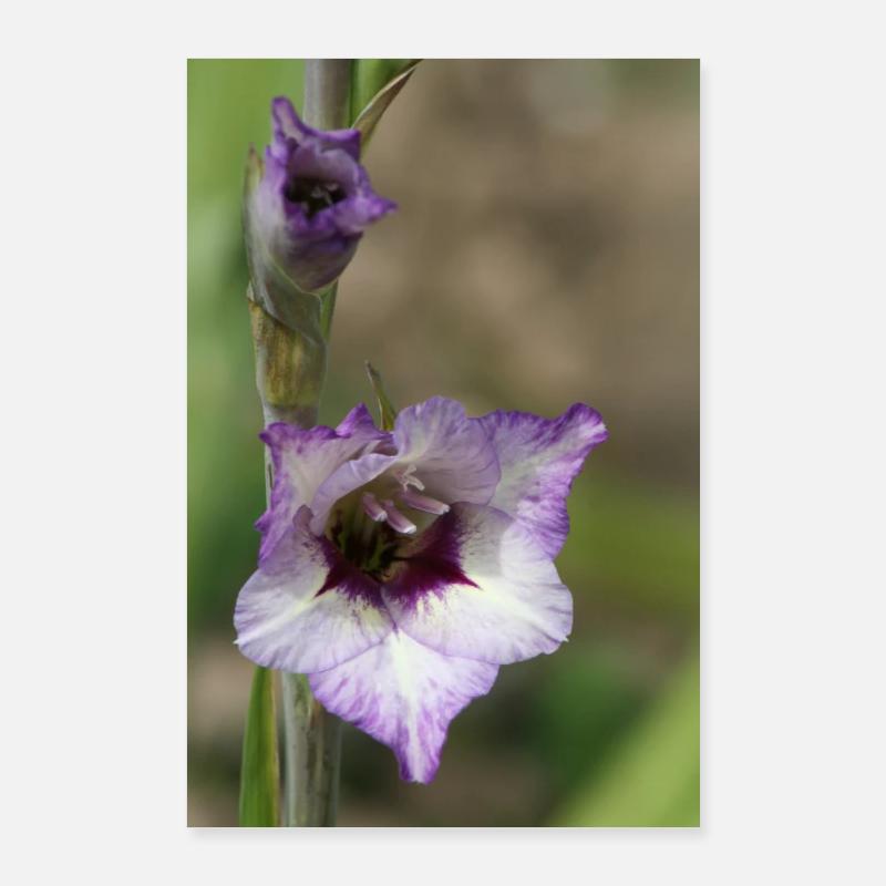 Gladiole – Stärke in Blüte Poster 60x90 cm