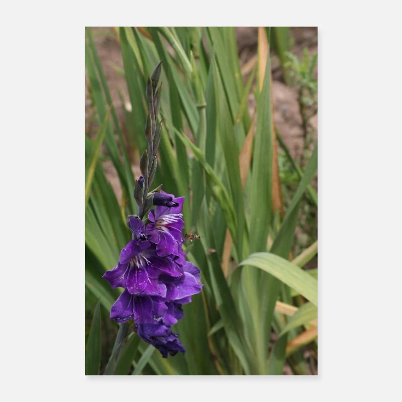 Gladiolus – starch in bloom Poster 24" x 35" (60x90 cm)