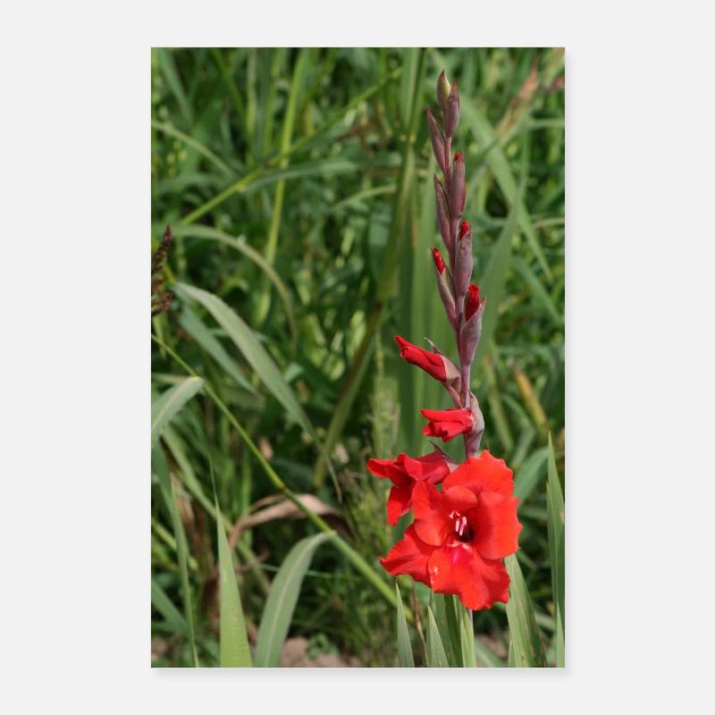 Glaïeul – amidon en fleurs Poster 60 x 90 cm