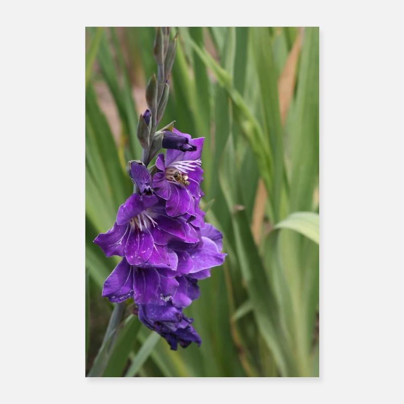 Gladiole – Stärke in Blüte Poster 60x90 cm