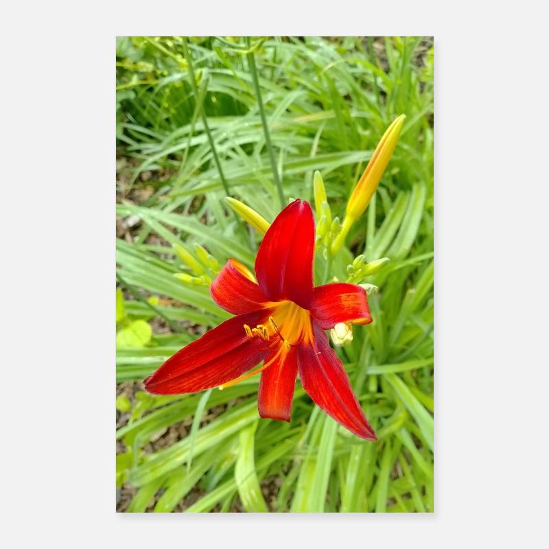 LYS DE FEU Poster 60 x 90 cm