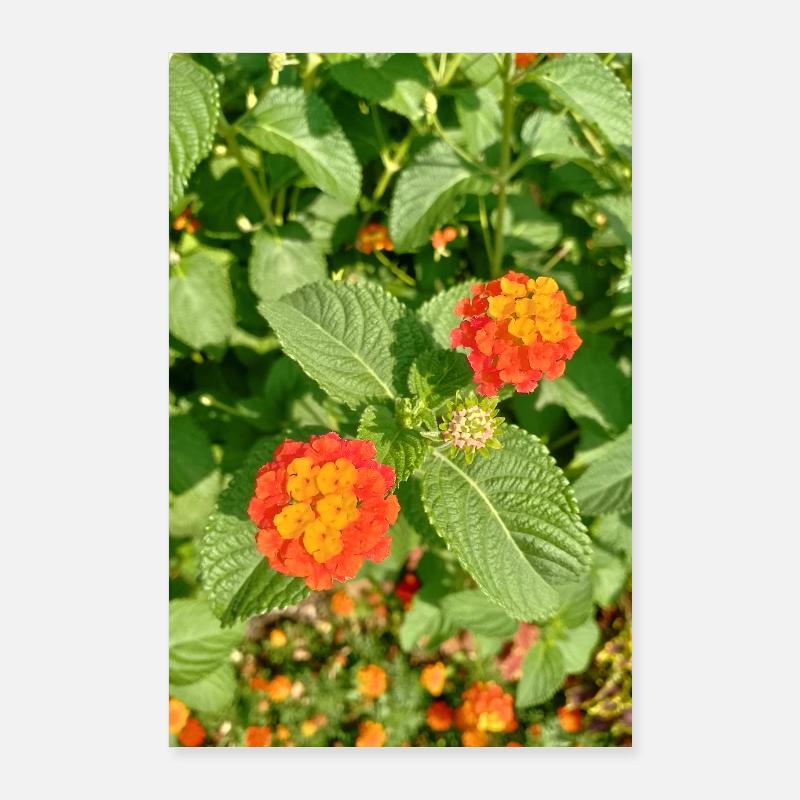 Jardin fleuri – Atmosphère colorée Poster 60 x 90 cm