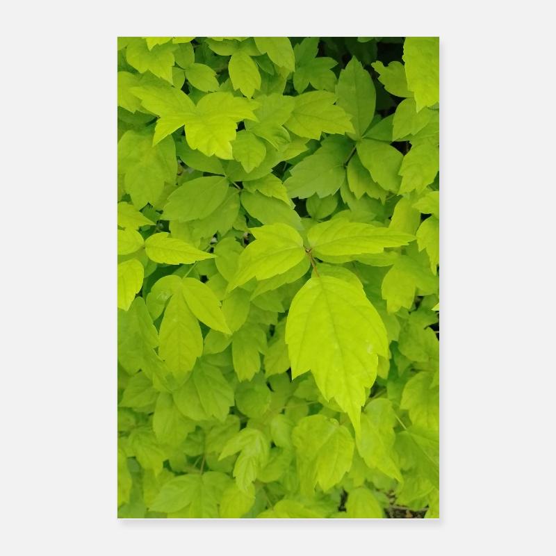 Érable frêne / Acer negundo Poster 60 x 90 cm