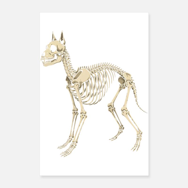 Plan du squelette canin Poster 60 x 90 cm