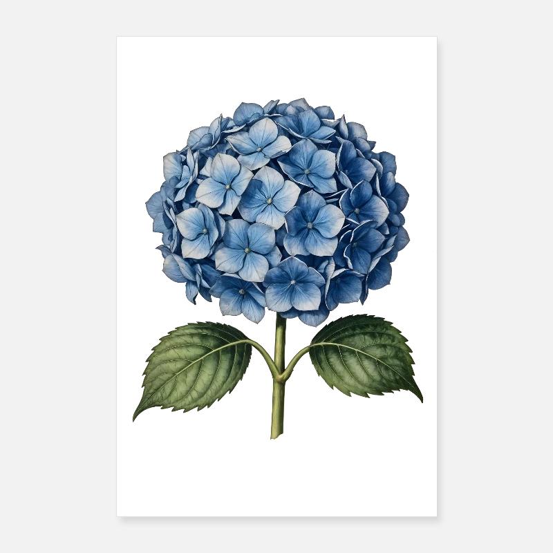 Illustrationsstich einer blauen Hortensie Poster 60x90 cm