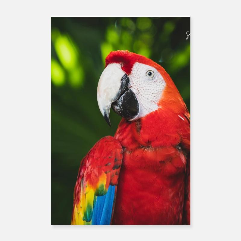 Couleurs tropicales de l’ara de Macao Poster 40 x 60 cm