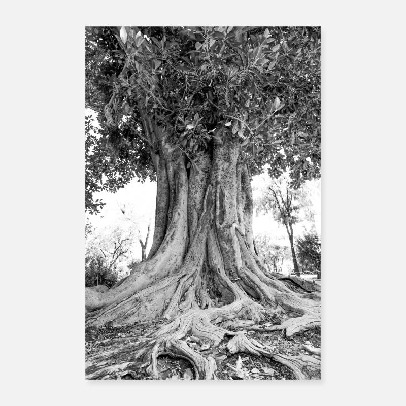 Olivenbaum schwarz weiß Poster 40x60 cm