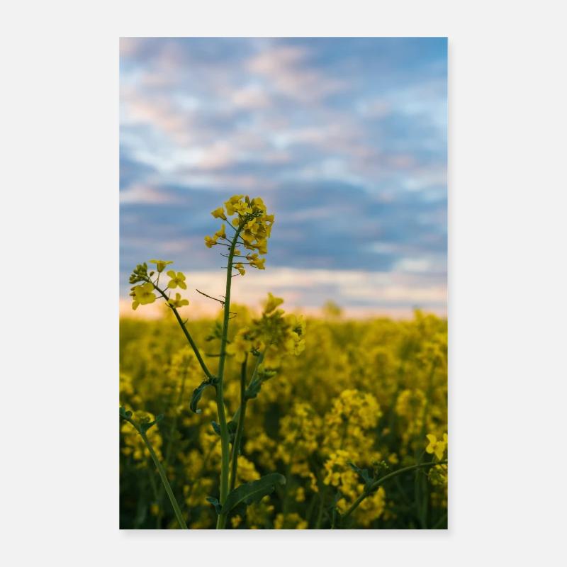 Viol le matin Poster 40 x 60 cm
