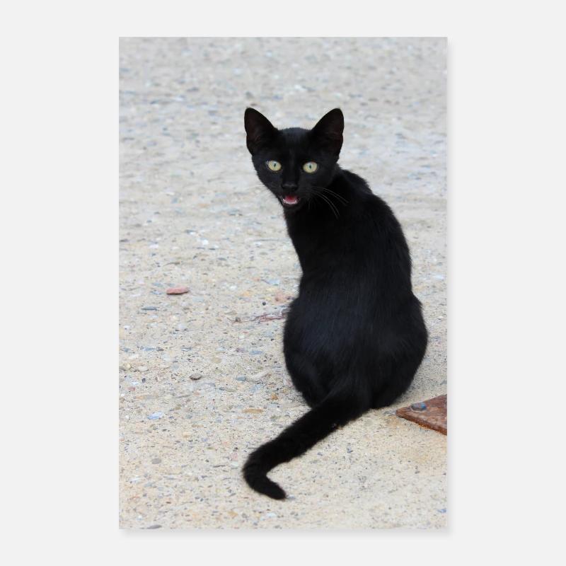 Chat noir Poster 40 x 60 cm
