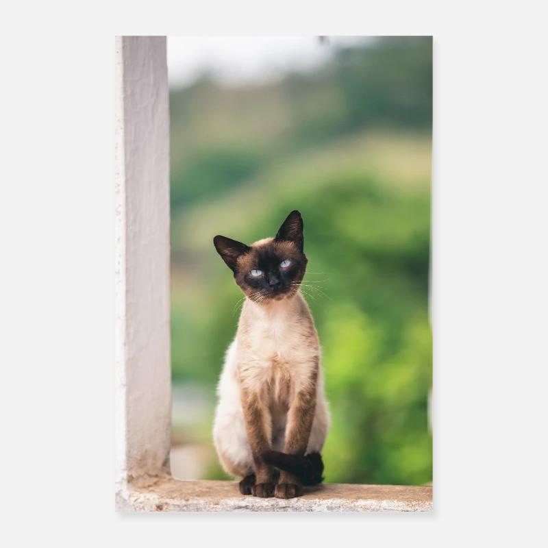 Katze Poster 40x60 cm