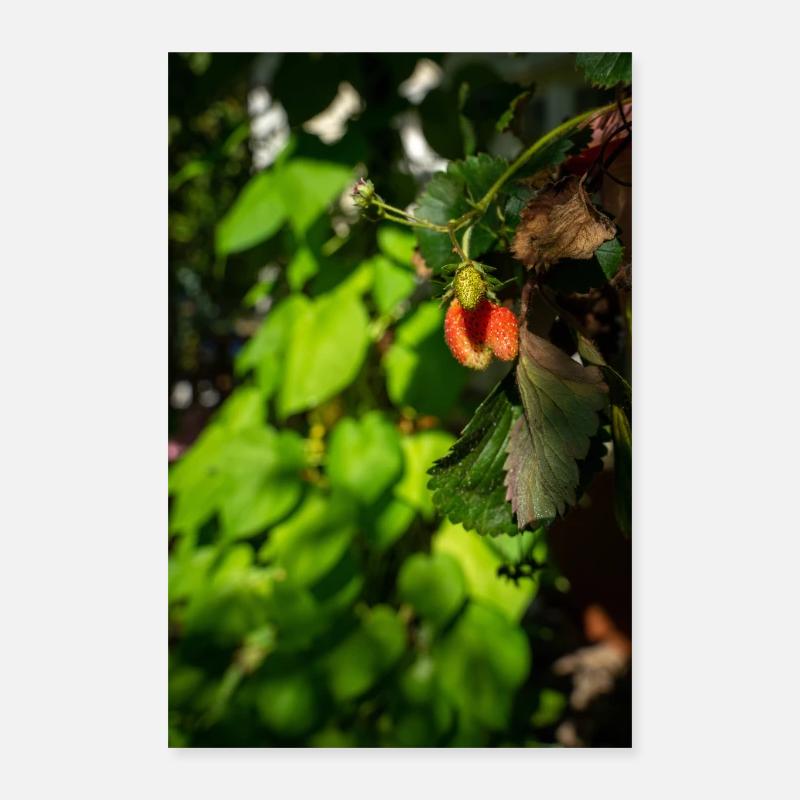 Fraise suspendue Poster 40 x 60 cm