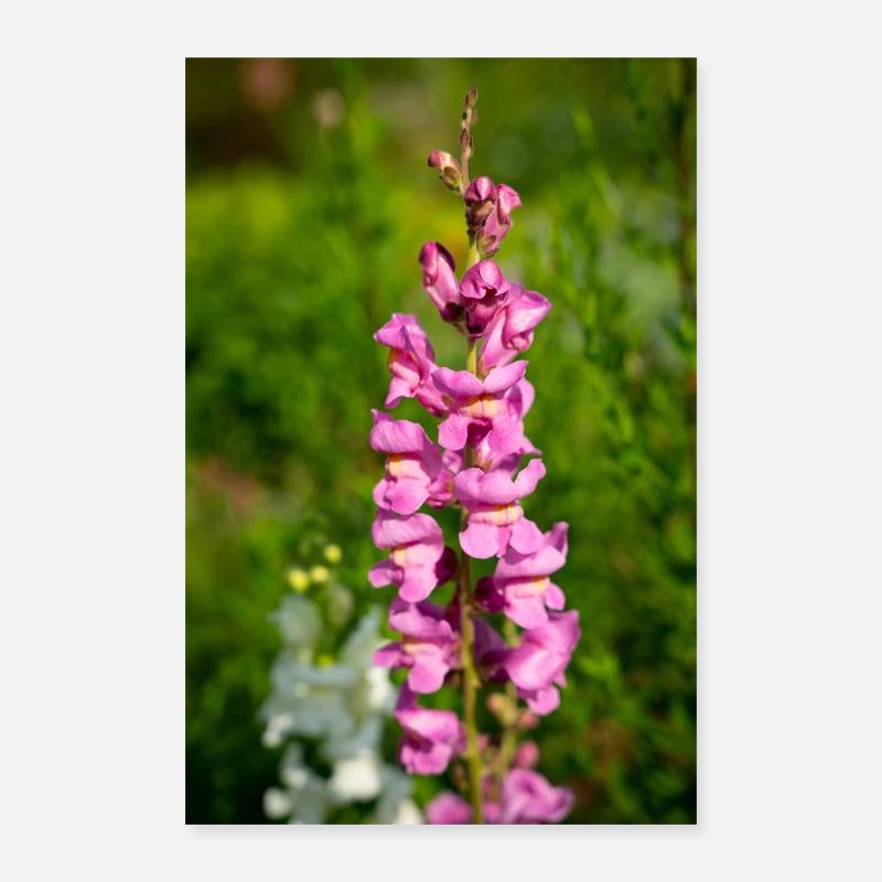 Löwenmaul Poster 40x60 cm