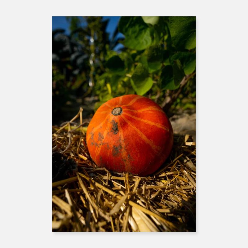 Pumpkin on straw. Poster 16" x 24" (40x60 cm)
