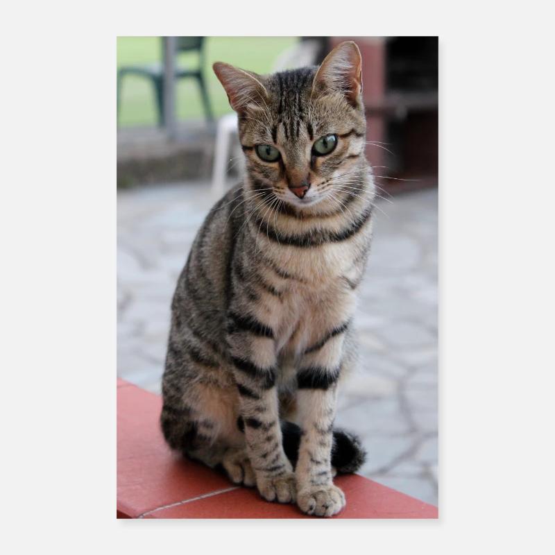 Chat Chaton Poster Chat Poster Poster 40 x 60 cm