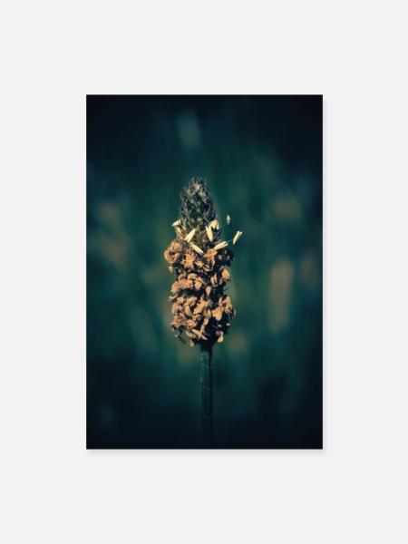 Blühendes Gras. - Poster 40x60 cm - Weiß