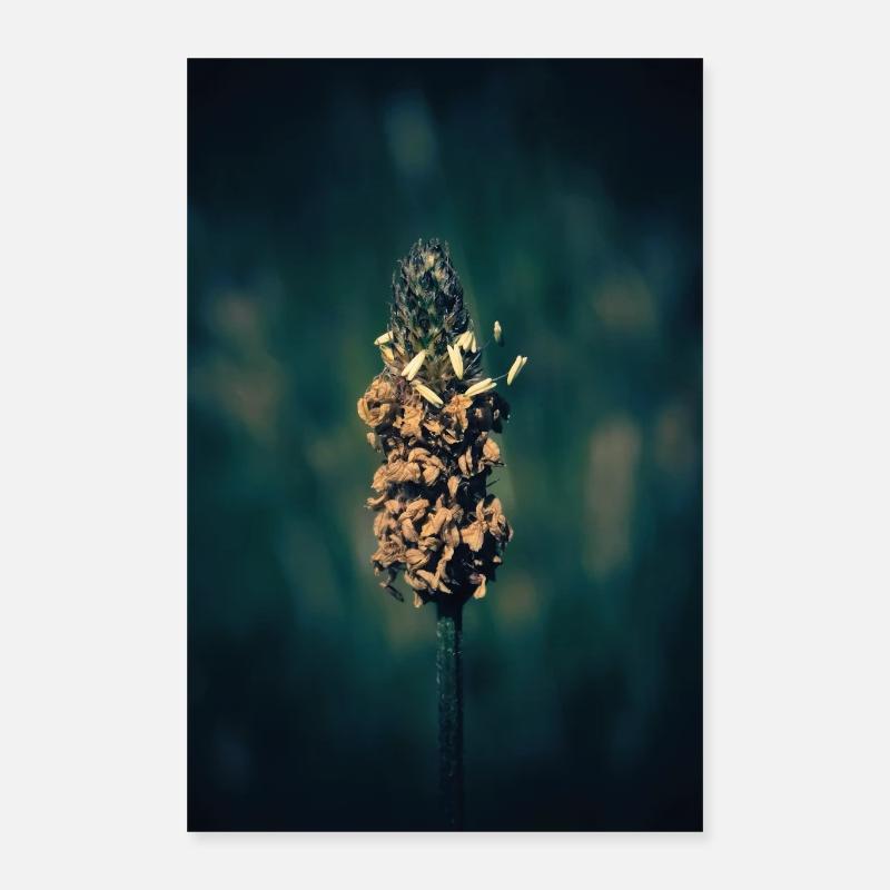 Herbe à fleurs. - Poster 40 x 60 cm - blanc