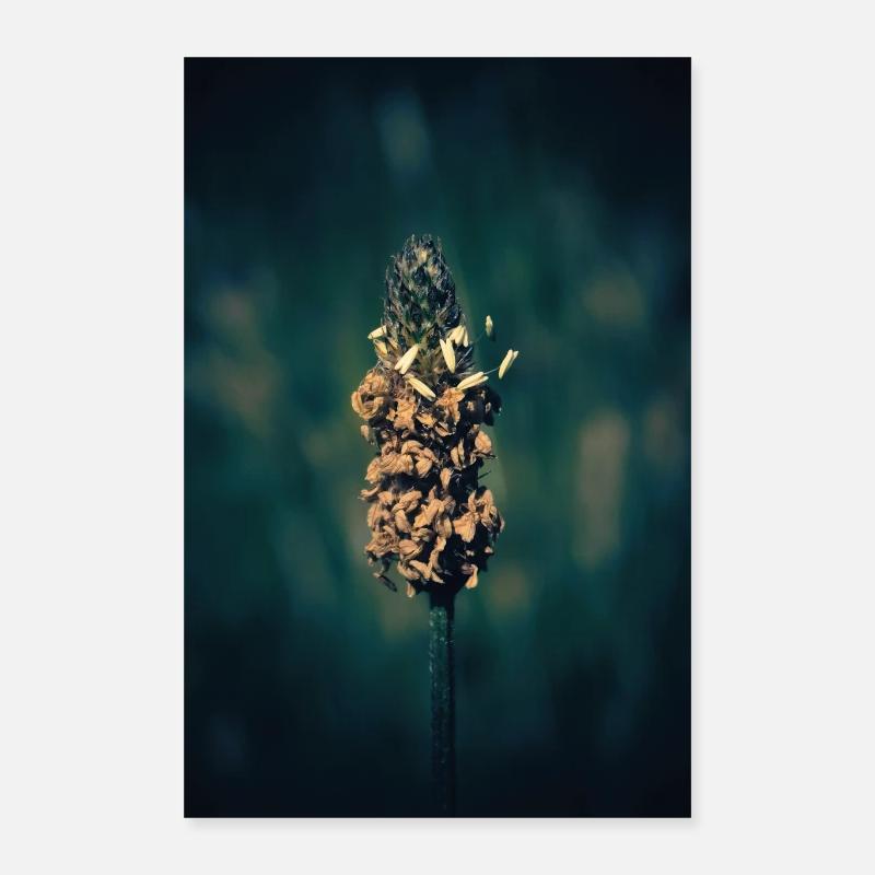 Herbe à fleurs. Poster 40 x 60 cm