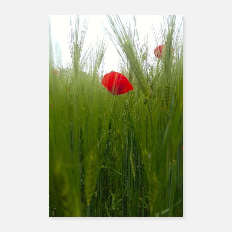 Coquelicot et blé vert - Poster 40 x 60 cm - blanc