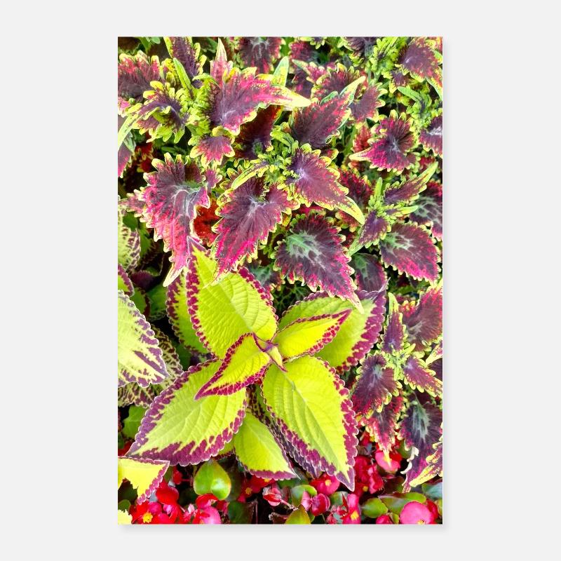 Feuilles de jeu de couleur Coleus / Ortie Poster 40 x 60 cm
