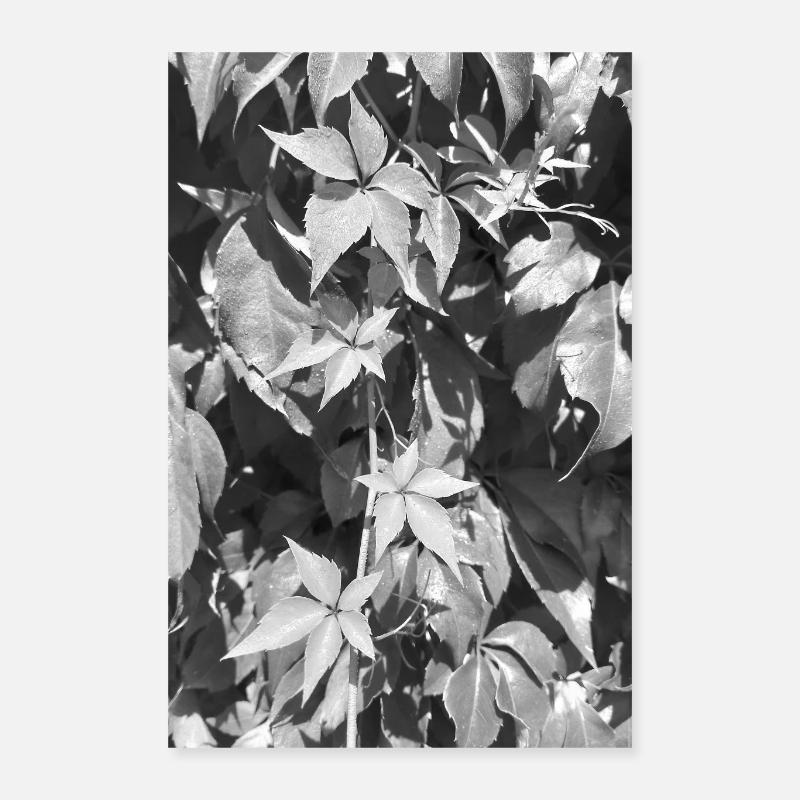 Junger Wilder Wein S/W Poster 40x60 cm