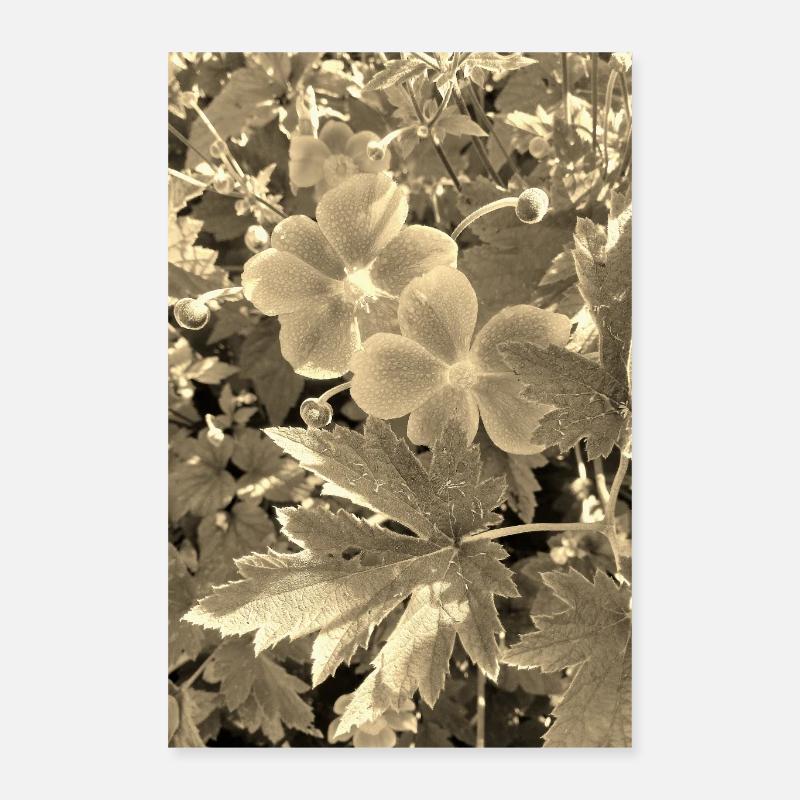 HERBST-ANEMONEN sepia Poster 40x60 cm