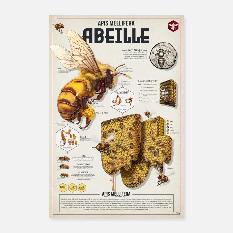 Poster Abeille anatomie Poster 40 x 60 cm