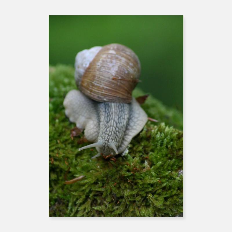 ESCARGOT COMESTIBLE Poster 40 x 60 cm