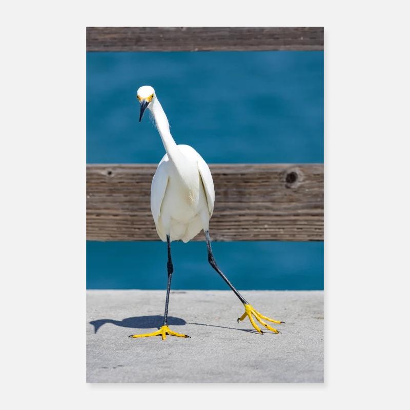 Aigrette neigeuse Poster 40 x 60 cm