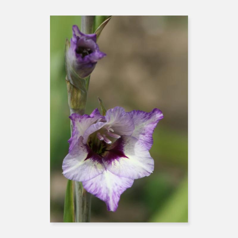Glaïeul – amidon en fleurs Poster 40 x 60 cm