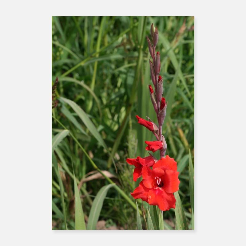 Glaïeul – amidon en fleurs Poster 40 x 60 cm