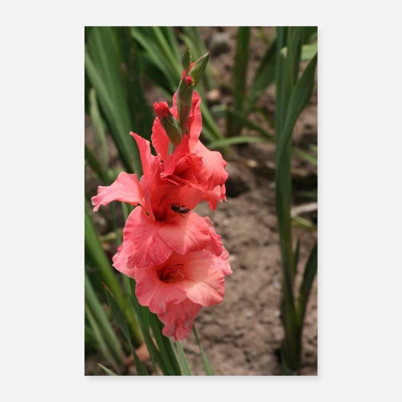 Glaïeul – amidon en fleurs Poster 40 x 60 cm