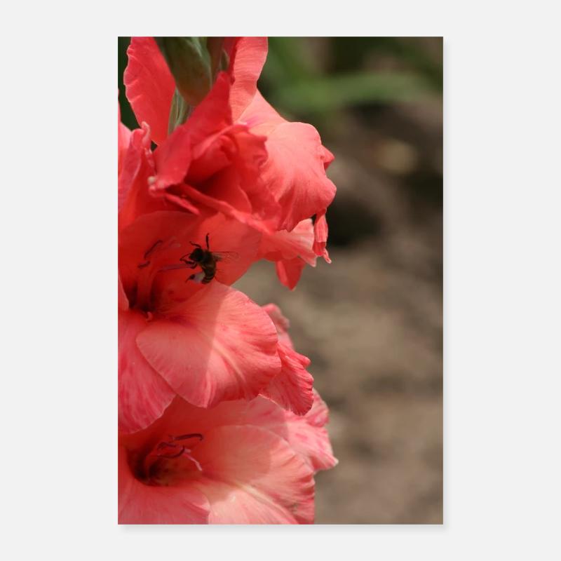 Gladiolus – starch in bloom Poster 16" x 24" (40x60 cm)