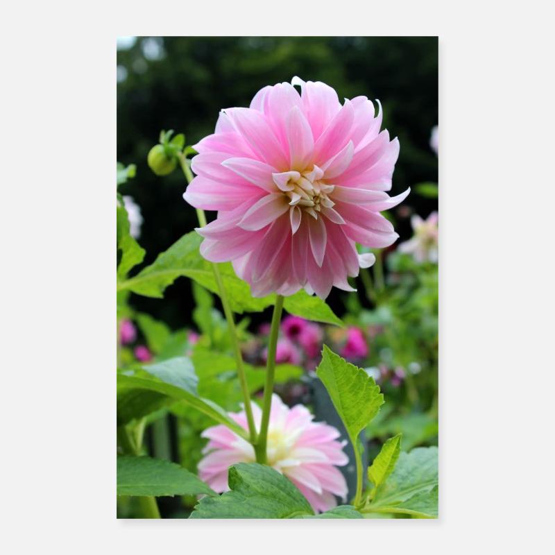 Dahlia rose rose fleur, fleur Poster 40 x 60 cm