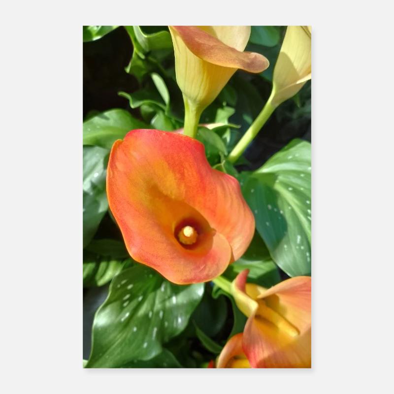 Orange CALLA resized croped Poster 16" x 24" (40x60 cm)