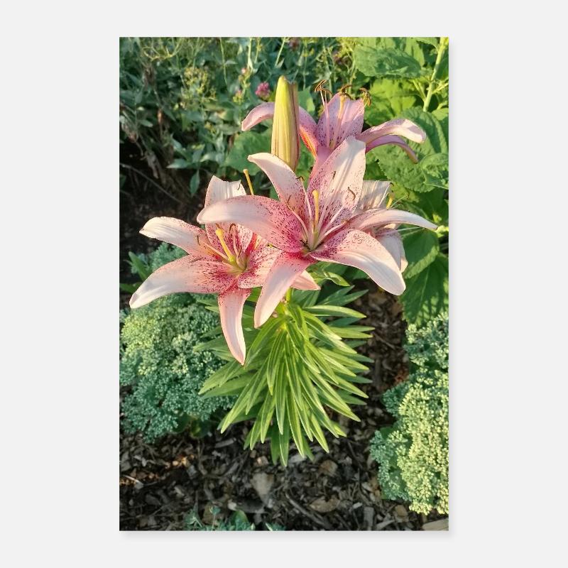 Fleur des Rosiers de Nénuphar Poster 40 x 60 cm