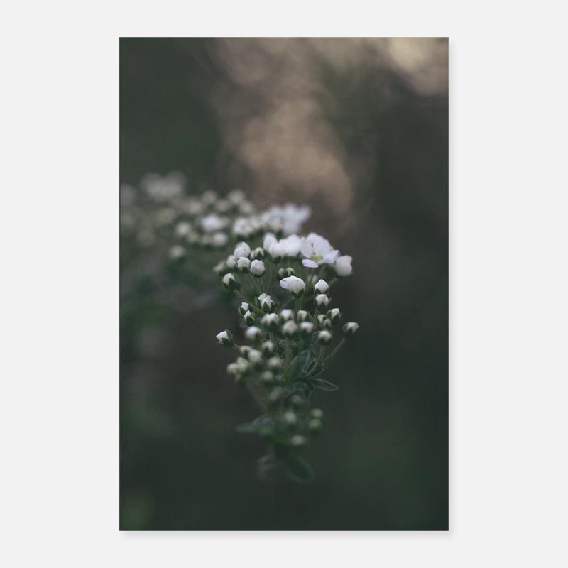 Gypsophila délicate en look bokeh Poster 40 x 60 cm