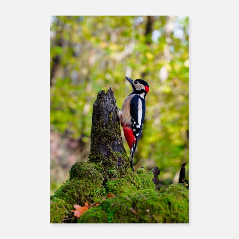 Specht auf moosigem Waldstumpf Poster 40x60 cm