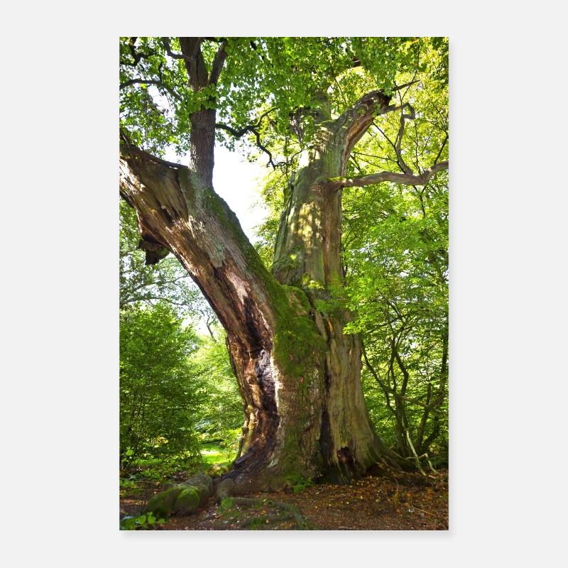 alter Baum Poster 40x60 cm