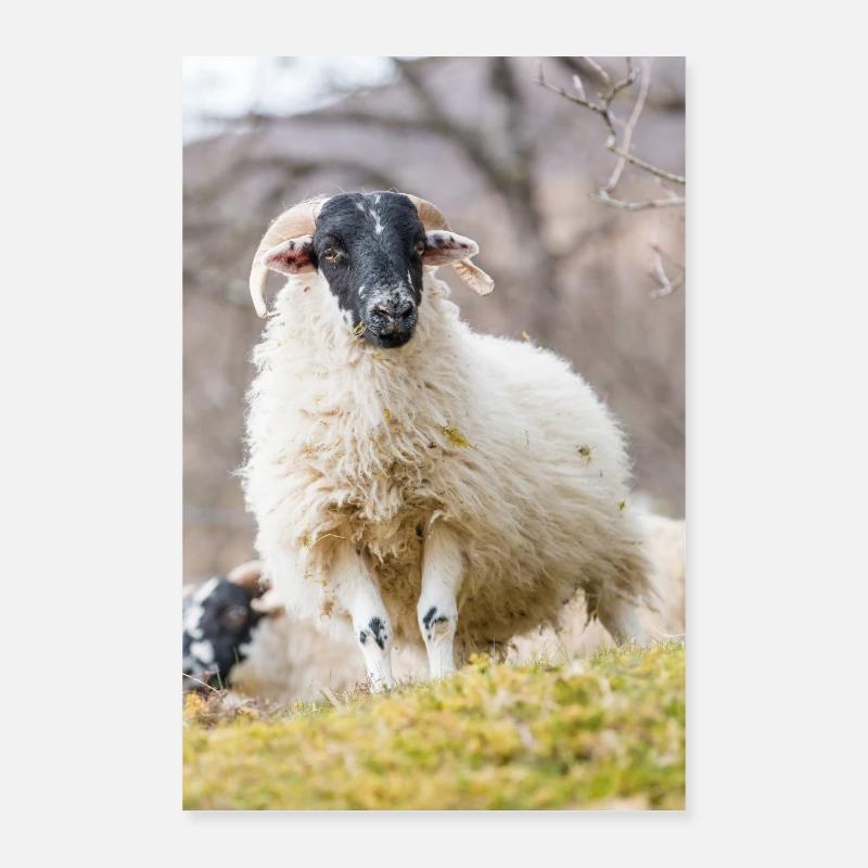 A Highland sheep with black a head in the Scottish Poster 40x60 cm