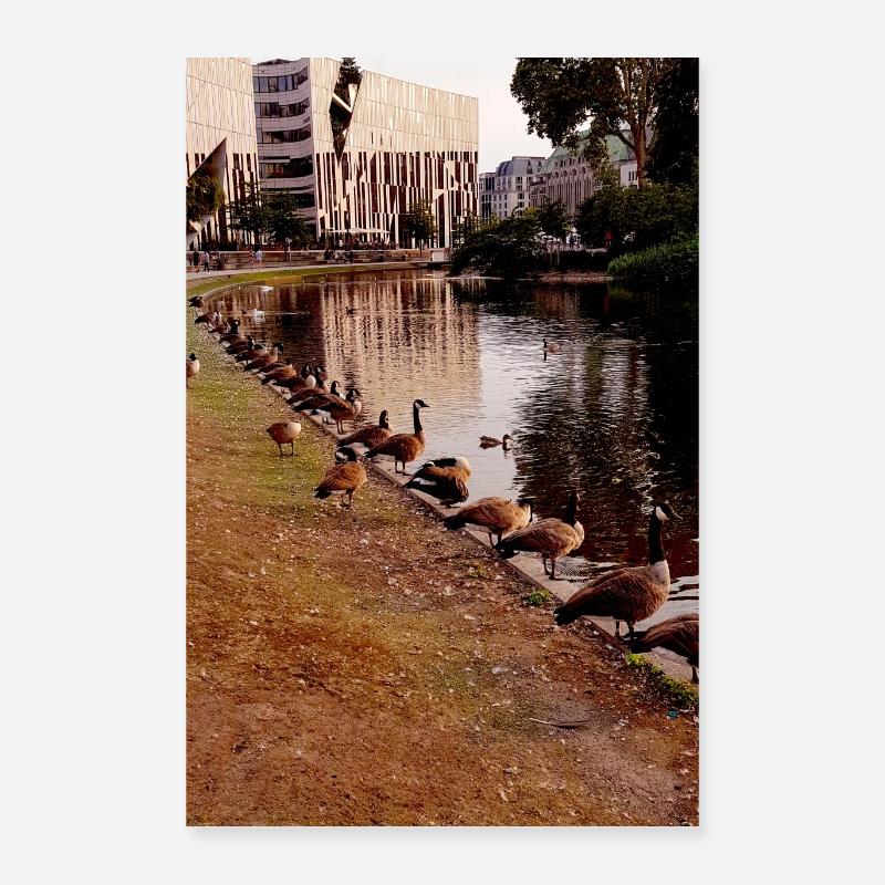 köbogen, gänse, reihe , see, düsseldorf - Poster 40x60 cm - Weiß