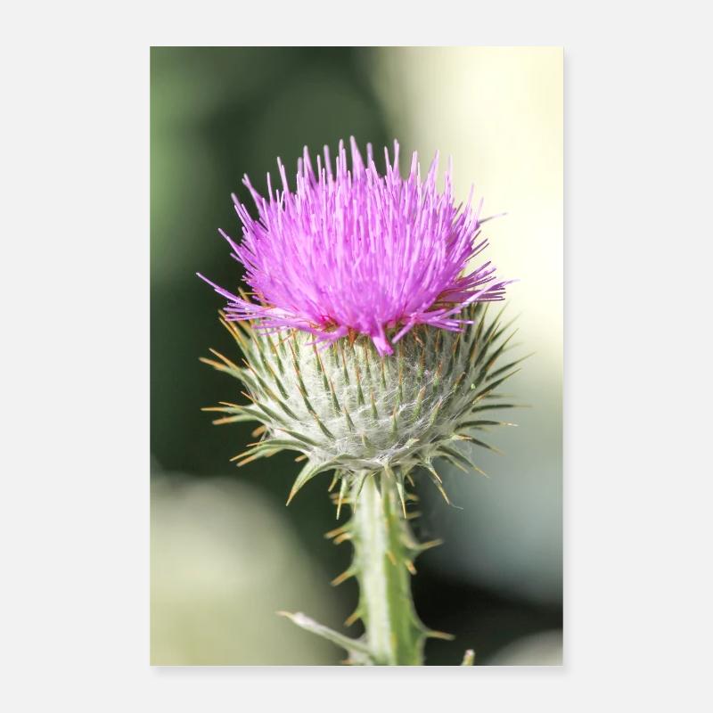 le chardon de coton aussi le chardon écossais ou écossais Poster 40 x 60 cm