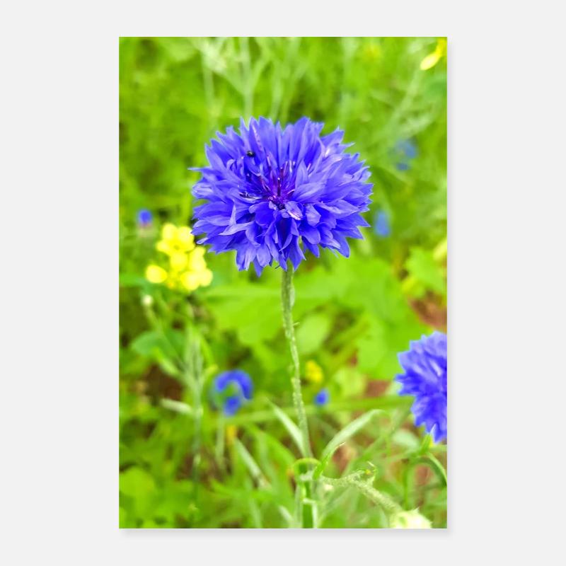 bluebottle also cornflower Kornblume Zyane Poster 40x60 cm