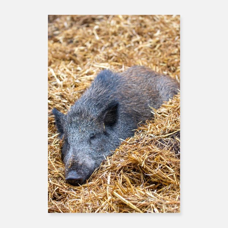 Wild boar (in german Wildschwein) Sus scrofa Poster 40x60 cm