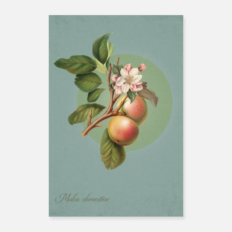 Pommes sur la branche Poster 40 x 60 cm