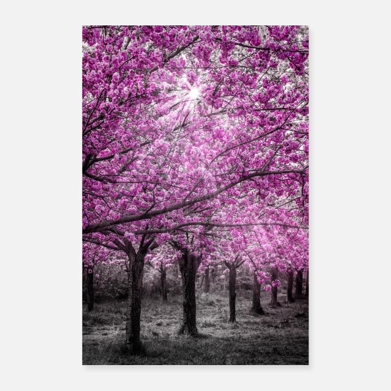 Cherry blossoms in sunlight Poster 16" x 24" (40x60 cm)