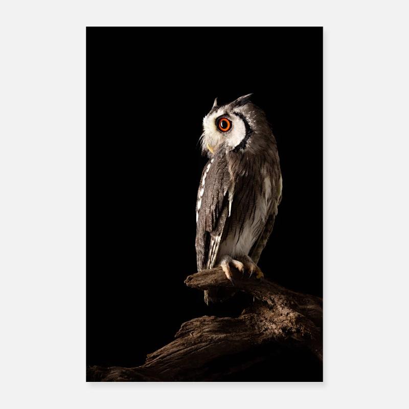 Greifvogel auf Wurzel - Poster 40x60 cm - Weiß