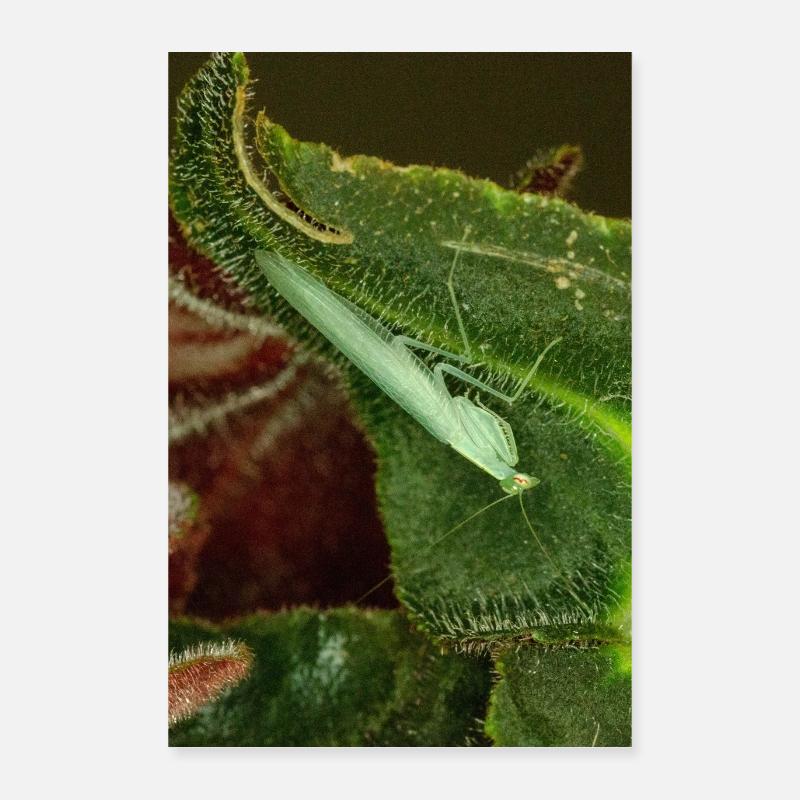 Tropidomantis cf tenue Poster 40 x 60 cm